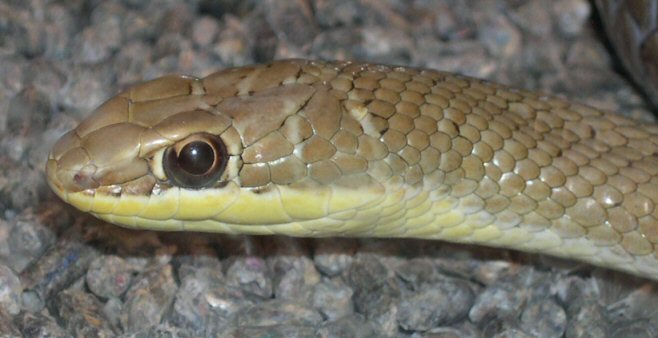 Psammophis  sp? 2