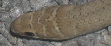 Psammophis sp? 3