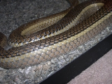 Psammophis  sp? 4