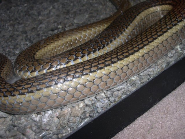 Psammophis  sp? 4