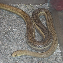 Psammophis  sp? 5
