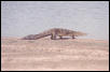 Crocodilus acutus (Dominican Republic)