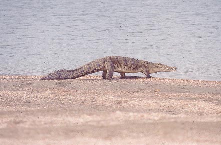 Crocodilus acutus (Dominican Republic)