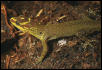 Gonatodes humeralis male