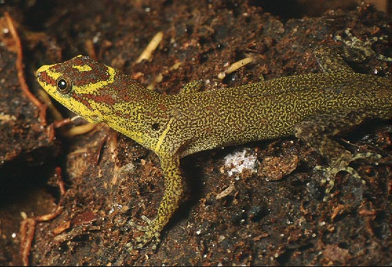 Gonatodes humeralis male