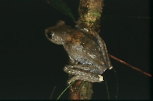 H geographica