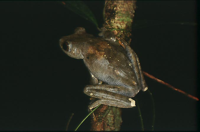 H geographica