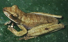 H lanciformis