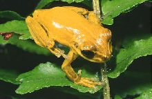 H pulchrilineata