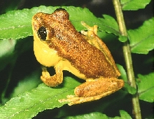 H pulchrilineata calling