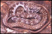 Ialtris dorsalis