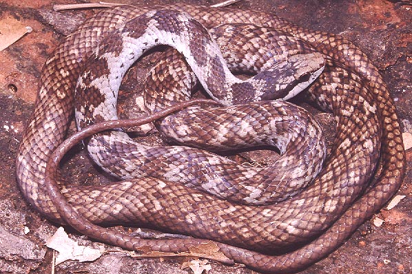 Ialtris dorsalis