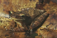 O buckleyi