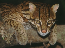 Ocelot
