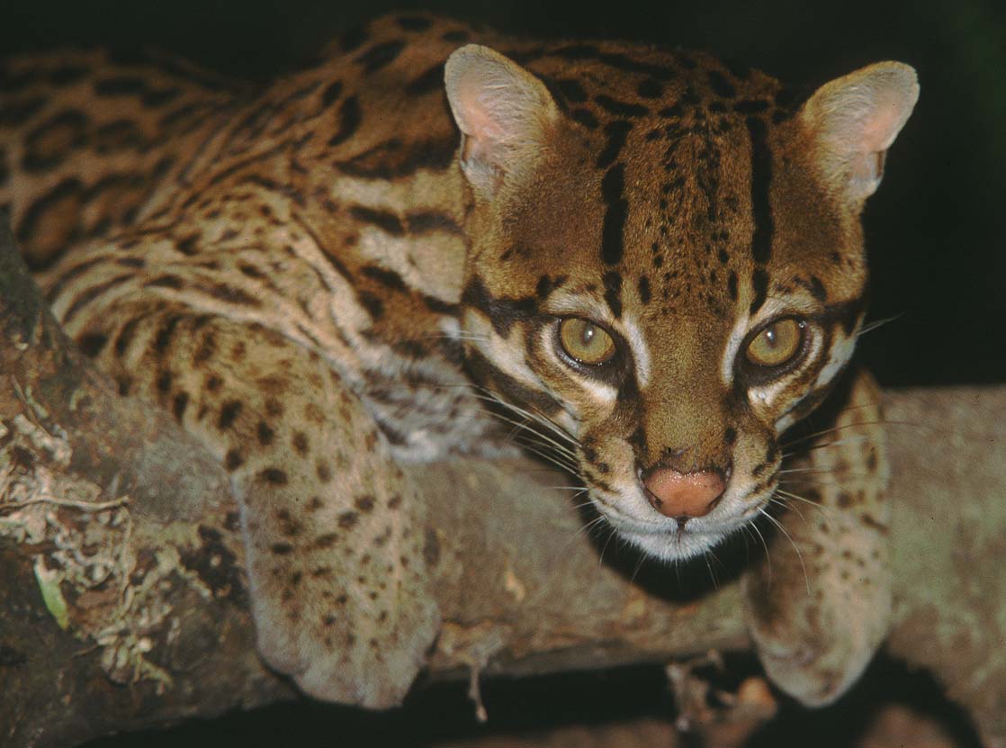 Ocelot
