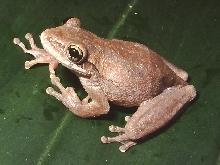 O diminicensis