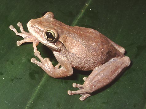 O diminicensis