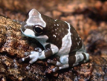 P resinifictrix juvenile