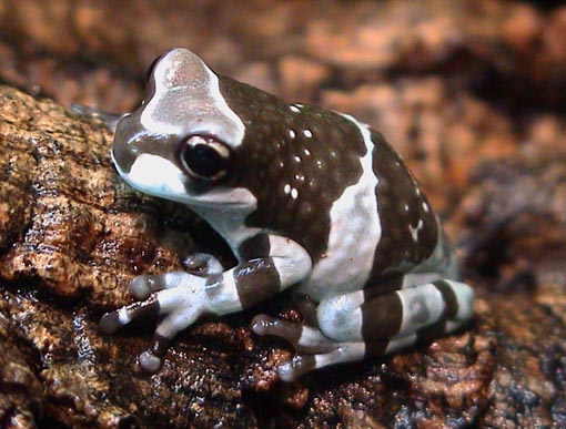 P resinifictrix juvenile