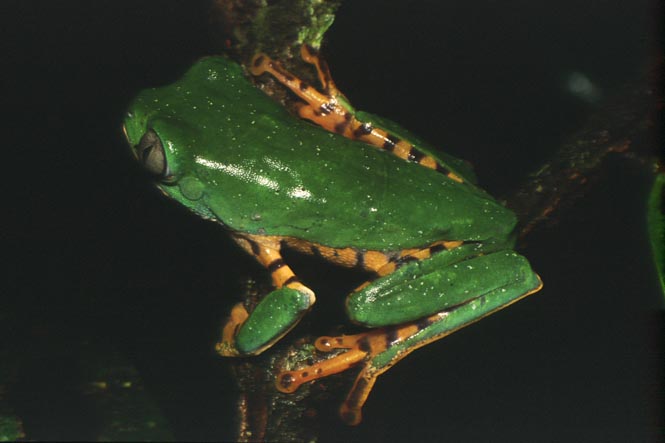 P tomopterna