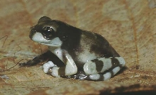 P.venulosa juvenile