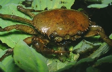 S carneus predation by crab