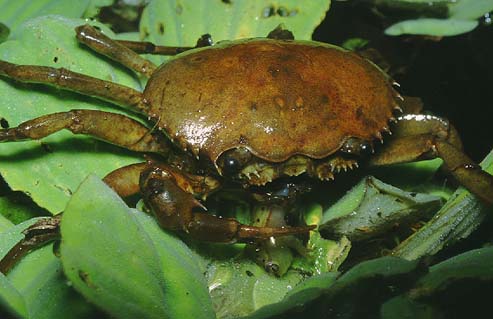 S carneus predation by crab