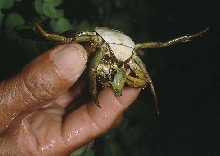 S carneus predation by crab