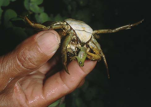 S carneus predation by crab