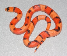 Hypo