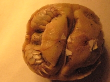 New born Egyptian plastron