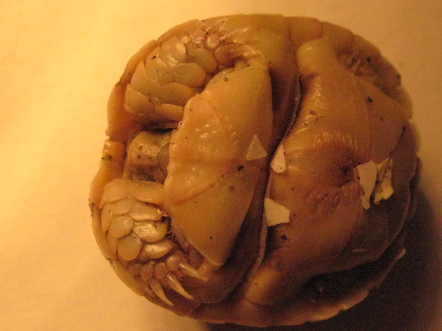 New born Egyptian plastron