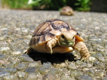 2 Mths old Egyptian Tortoise