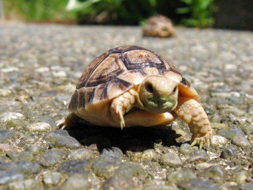 2 Mths old Egyptian Tortoise