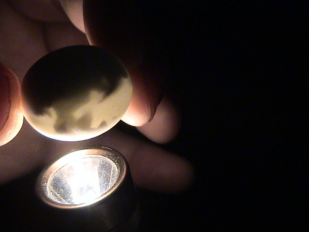 Egg