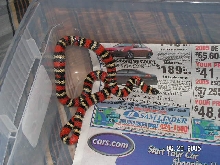 california mountain kingsnake.,,THE KING
