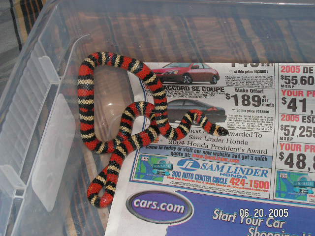 california mountain kingsnake.,,THE KING