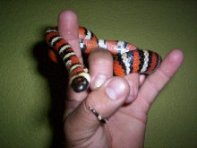 lampropeltis zonata multicinta