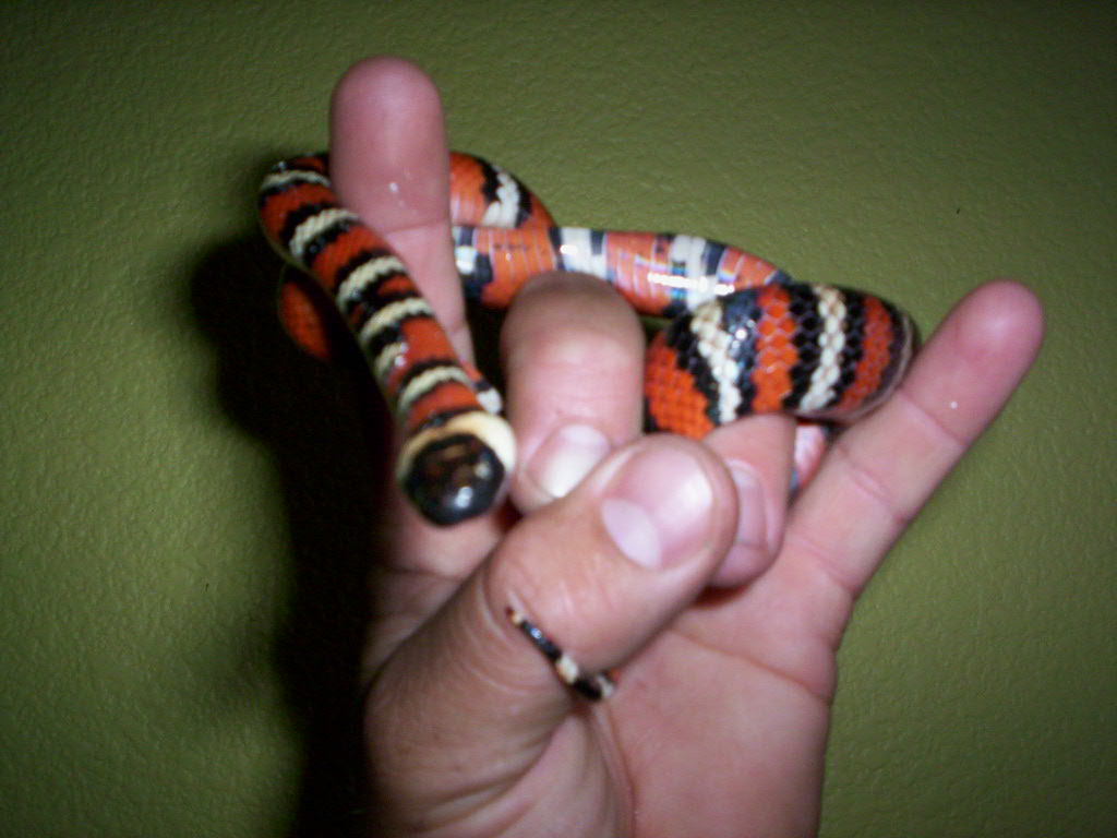 lampropeltis zonata multicinta