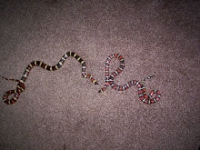 MOUNTAIN KINGSNAKES...sierra