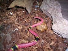 ITS POOPIE..... !!!   ?????