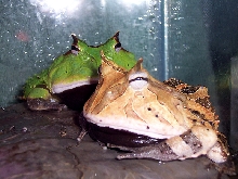 2 of my Surinams