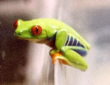 Redeyed Tree Frog