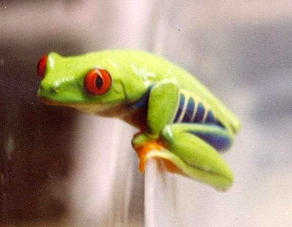 Redeyed Tree Frog