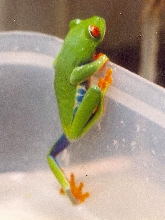 Redeyed Tree Frog