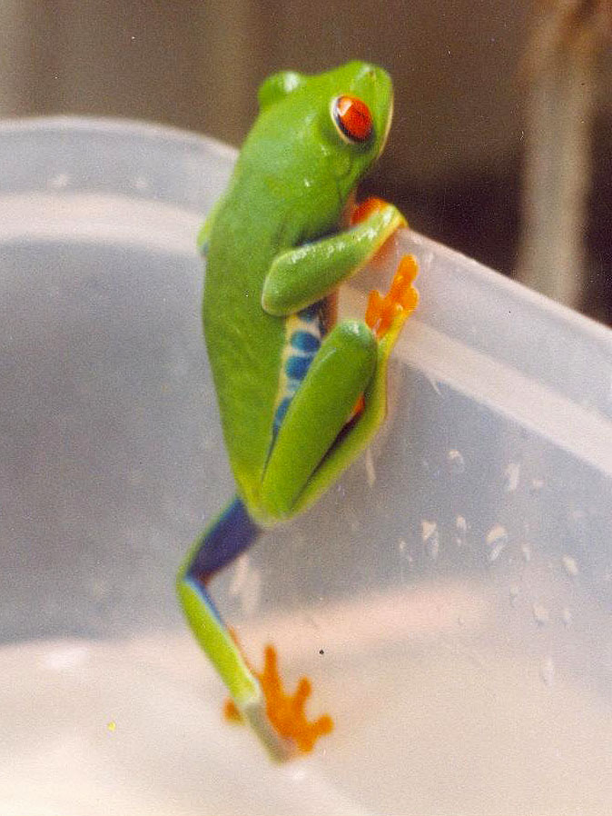 Redeyed Tree Frog