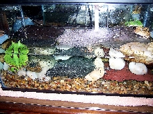 Tank W/ Eggs