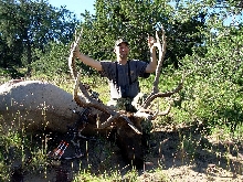 Kirk's Elk