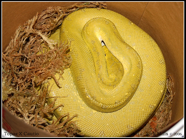Topaz on eggs