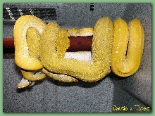 Cautio x Topaz 2006